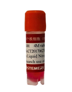 外周血单个核细胞（PBMC）